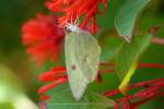 Cloudless Sulphur Butterfly