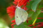 Cloudless Sulphur Butterfly