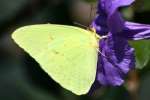 Cloudless Sulphur Butterfly