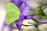 Cloudless Sulphur Butterfly