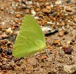 Cloudless Sulphur Butterfly