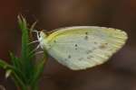 Little Yellow Butterfly