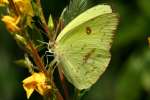 Cloudless Sulphur Butterfly