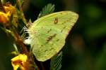 Cloudless Sulphur Butterfly