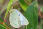 Orange Sulphur Butterfly