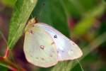 Orange Sulphur Butterfly