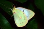 Orange Sulphur Butterfly