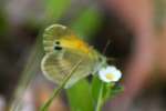 Dainty Sulphur Butterfly