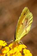 Sleepy Orange Butterfly