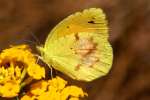 Sleepy Orange Butterfly