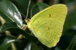 Cloudless Sulphur Butterfly