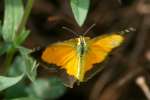 Sleepy Orange Butterfly