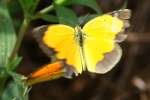 Sleepy Orange Butterfly