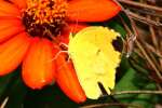 Sleepy Orange Butterfly