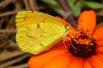 Sleepy Orange Butterfly