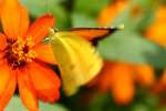 Sleepy Orange Butterfly