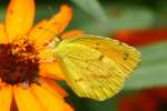 Sleepy Orange Butterfly