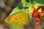 Sleepy Orange Butterfly