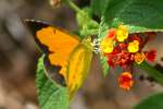 Sleepy Orange Butterfly