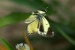 Dainty Sulphur Butterfly