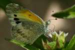 Dainty Sulphur Butterfly