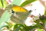 Dainty Sulphur Butterfly