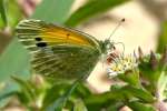 Dainty Sulphur Butterfly