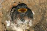 Barn Swallow