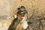 Barn Swallow