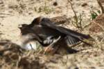 Barn Swallow