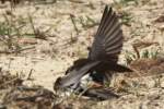 Barn Swallow