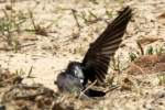 Barn Swallow