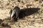 Barn Swallow