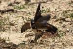 Barn Swallow