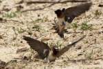 Barn Swallow