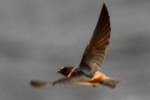 Barn Swallow