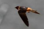 Barn Swallow