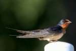 Barn Swallow