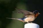 Barn Swallow