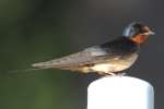 Barn Swallow