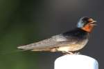 Barn Swallow