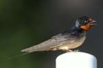 Barn Swallow