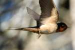 Barn Swallow