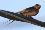 Barn Swallow