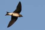 Barn Swallow