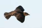 Barn Swallow