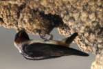 Barn Swallow