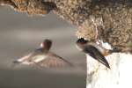 Barn Swallow