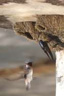 Barn Swallow