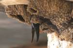 Barn Swallow